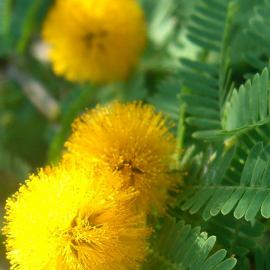 بذر درخت مشک عنبر