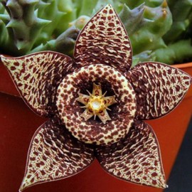 بذر کاکتوس ستاره ای