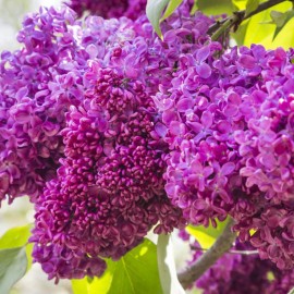 بذر یاس خوشه ای