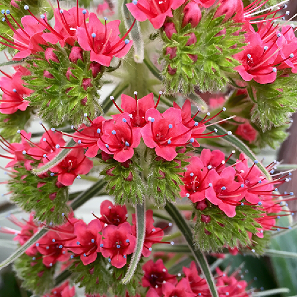 بذر گیاه برج جواهرات بذر گیاه برج جواهرات