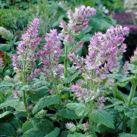 بذر مریم گلی کبیر