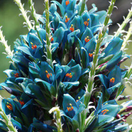 بذر گل پویا آبی