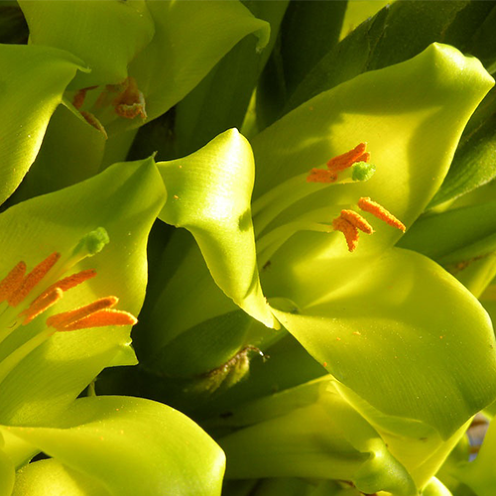 بذر گل پویا سبز بذر گل پویا سبز