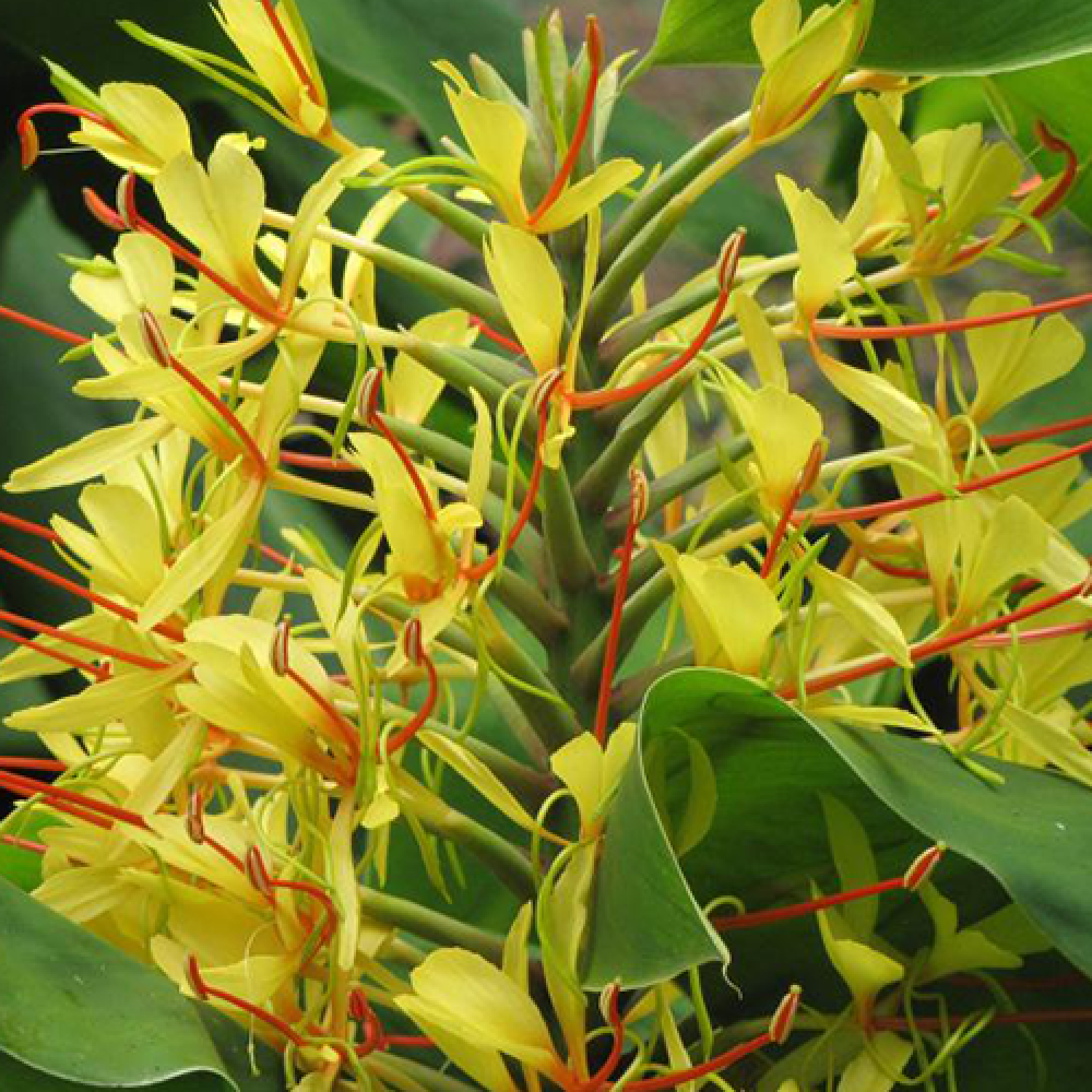 بذر گل لیلی کاهیلا