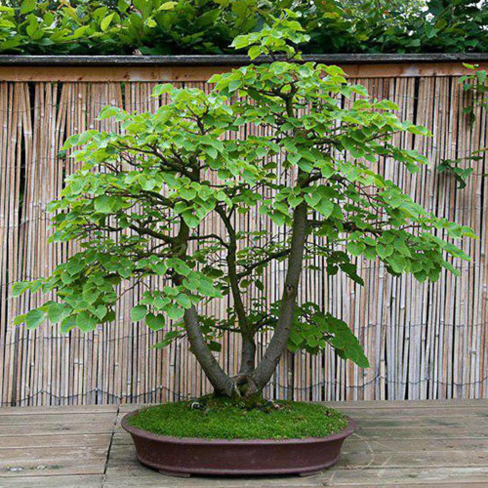 بذر درخت تیلیا