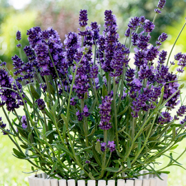 بذر اسطوخودوس