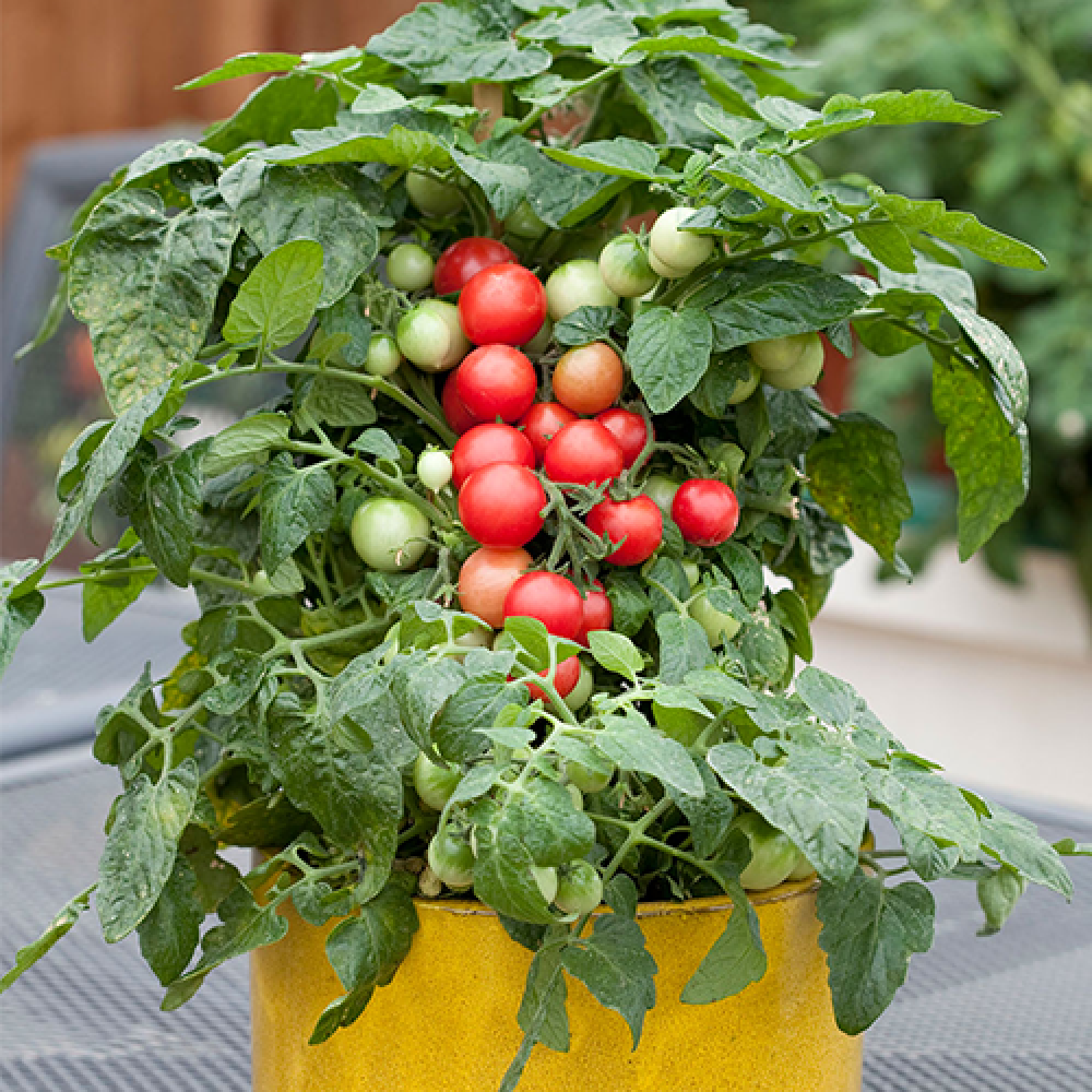 بذر گوجهفرنگی گیلاسی گلدانی بذر گوجهفرنگی گیلاسی گلدانی