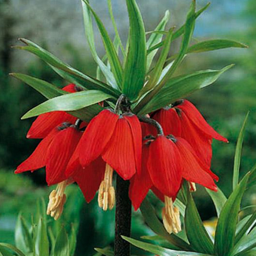 بذر لاله واژگون قرمز هلندی بذر لاله واژگون قرمز هلندی