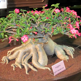 بذر گل آدنیوم بذر گل آدنیوم