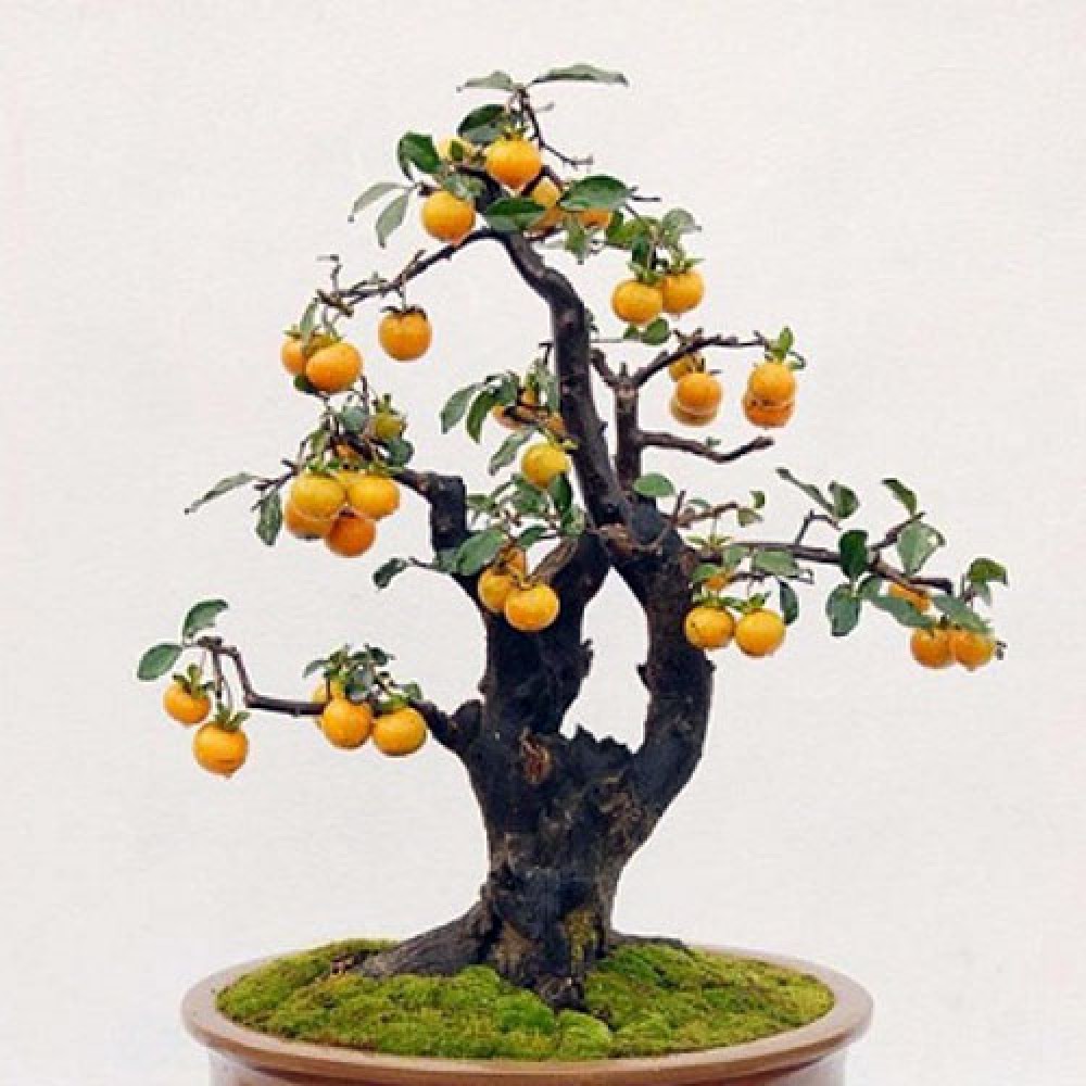 بذر درختچه به ژاپنی بذر درختچه به ژاپنی