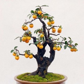 بذر درختچه به ژاپنی