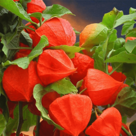 بذر فیسالیس قرمز بذر فیسالیس قرمز