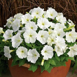 بذر گل نیلوفر پیچ سفید