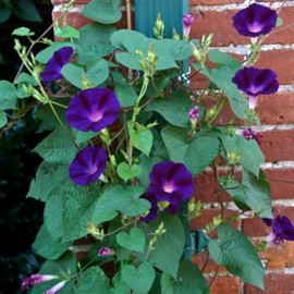 بذر گل نیلوفر پیچ بنفش بذر گل نیلوفر پیچ بنفش