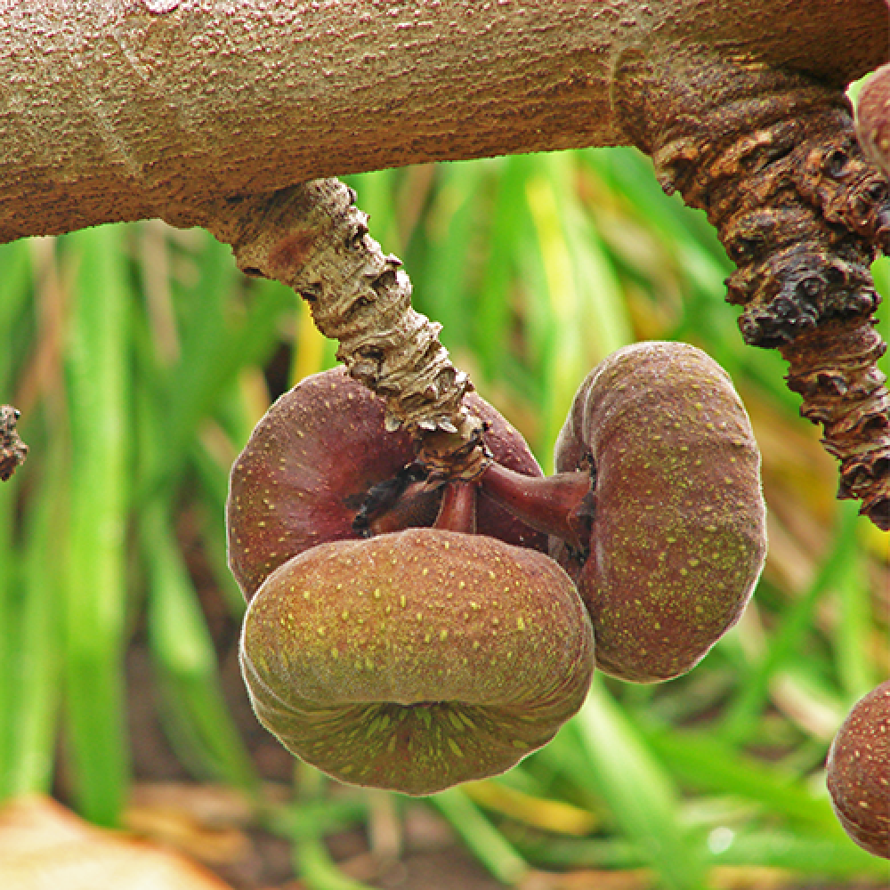 بذر درخت انجیر گوش فیلی