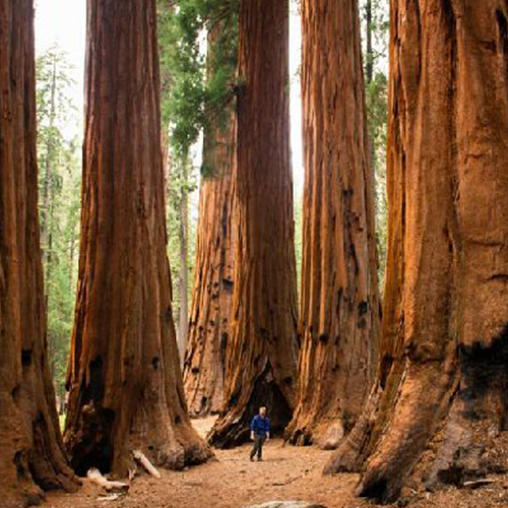 بذر درخت سکویا غول‎پیکر