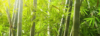 بذر درخت بامبو هندی