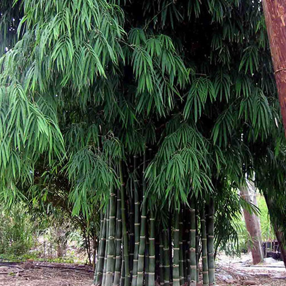 بذر بامبو Dendrocalamus Strictus