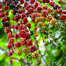 بذر قهوه عربیکا