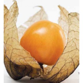 نهال فیسالیس زرد نهال فیسالیس زرد