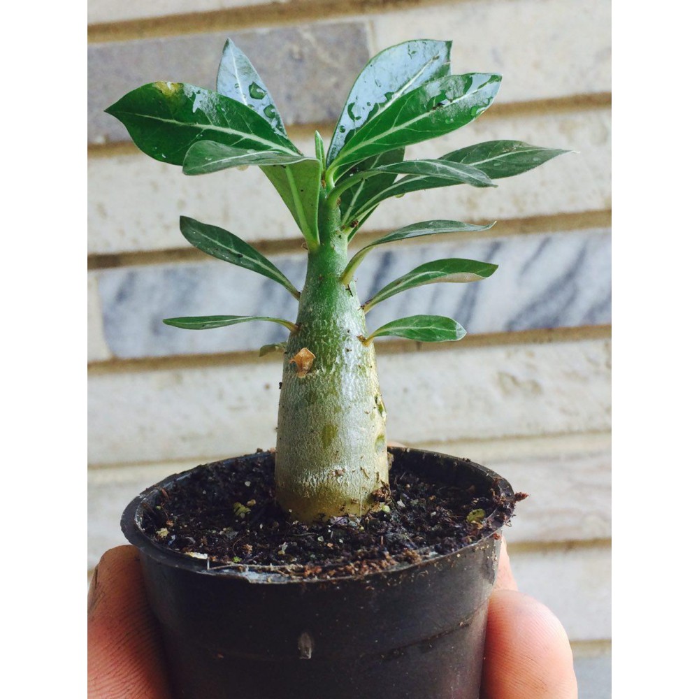 نهال آدنیوم multiflorum نهال آدنیوم multiflorum