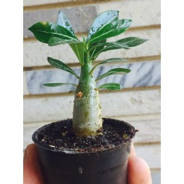 نهال آدنیوم multiflorum