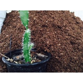 خاک مناسب کاشت میوه اژدها