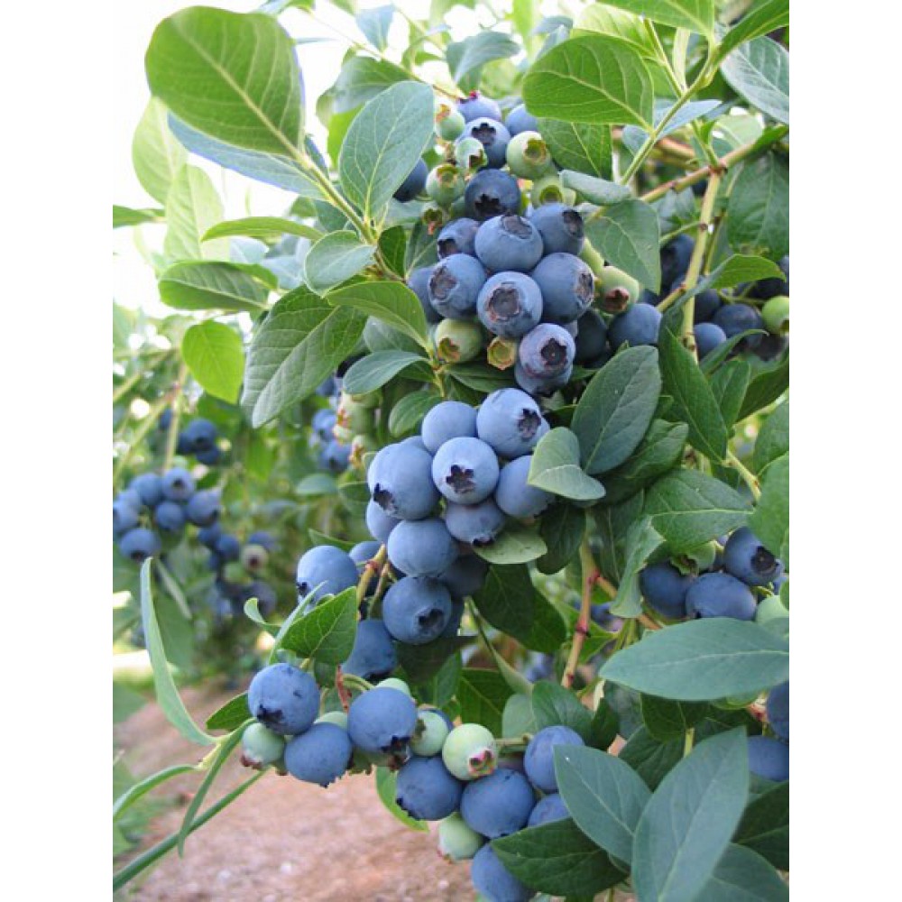 نهال بلوبری طلای آبی نهال بلوبری طلای آبی