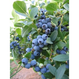 نهال بلوبری طلای آبی