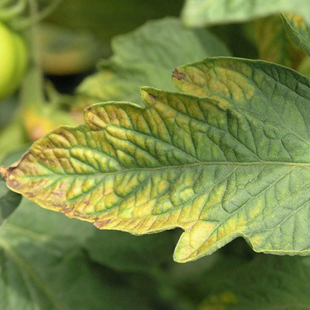 کود پتاسیم 57%