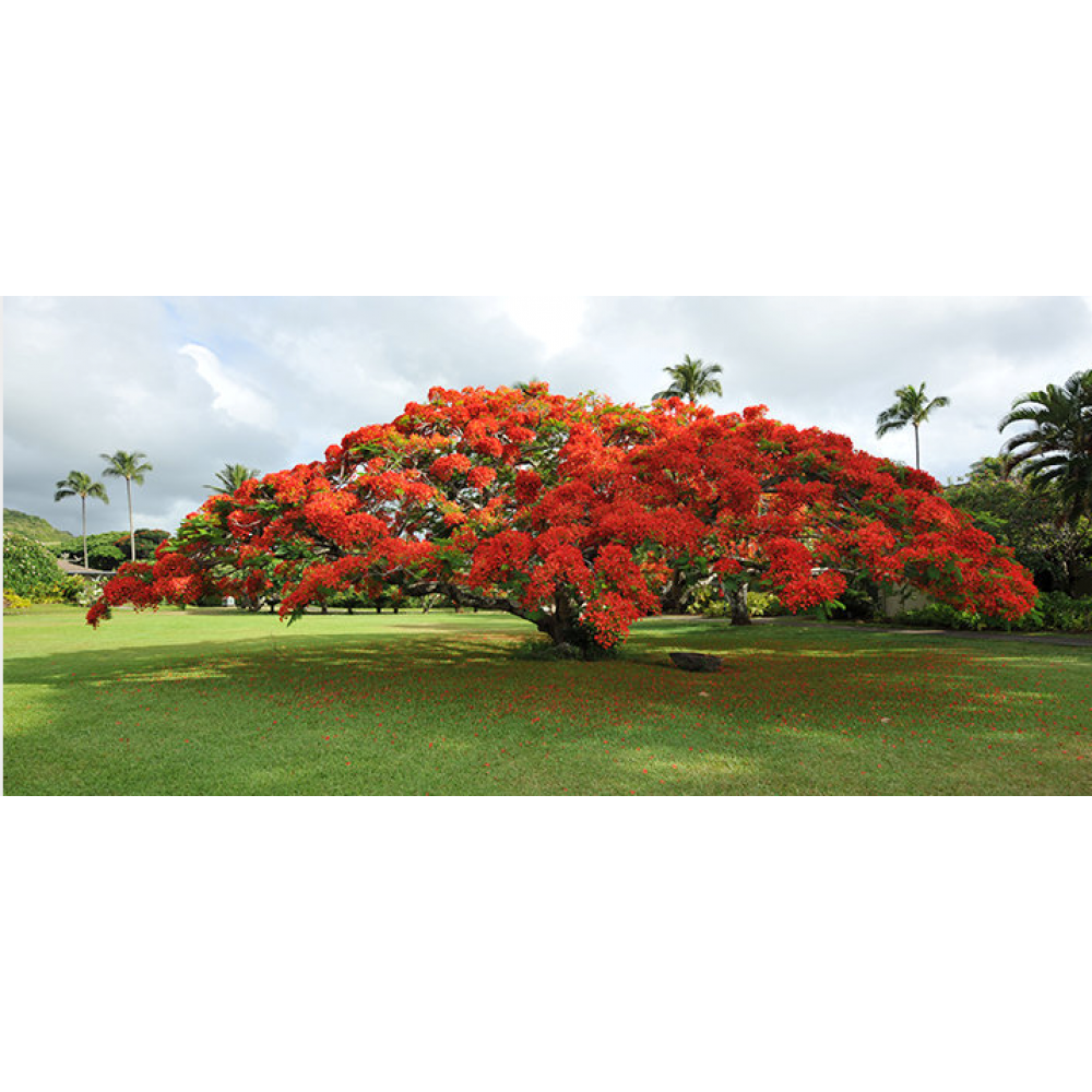 بذر درخت پینکیانا سلطنتی میکس