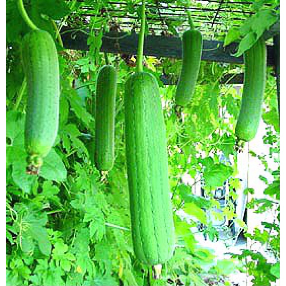 بذر لوفا یا لیف گیاهی