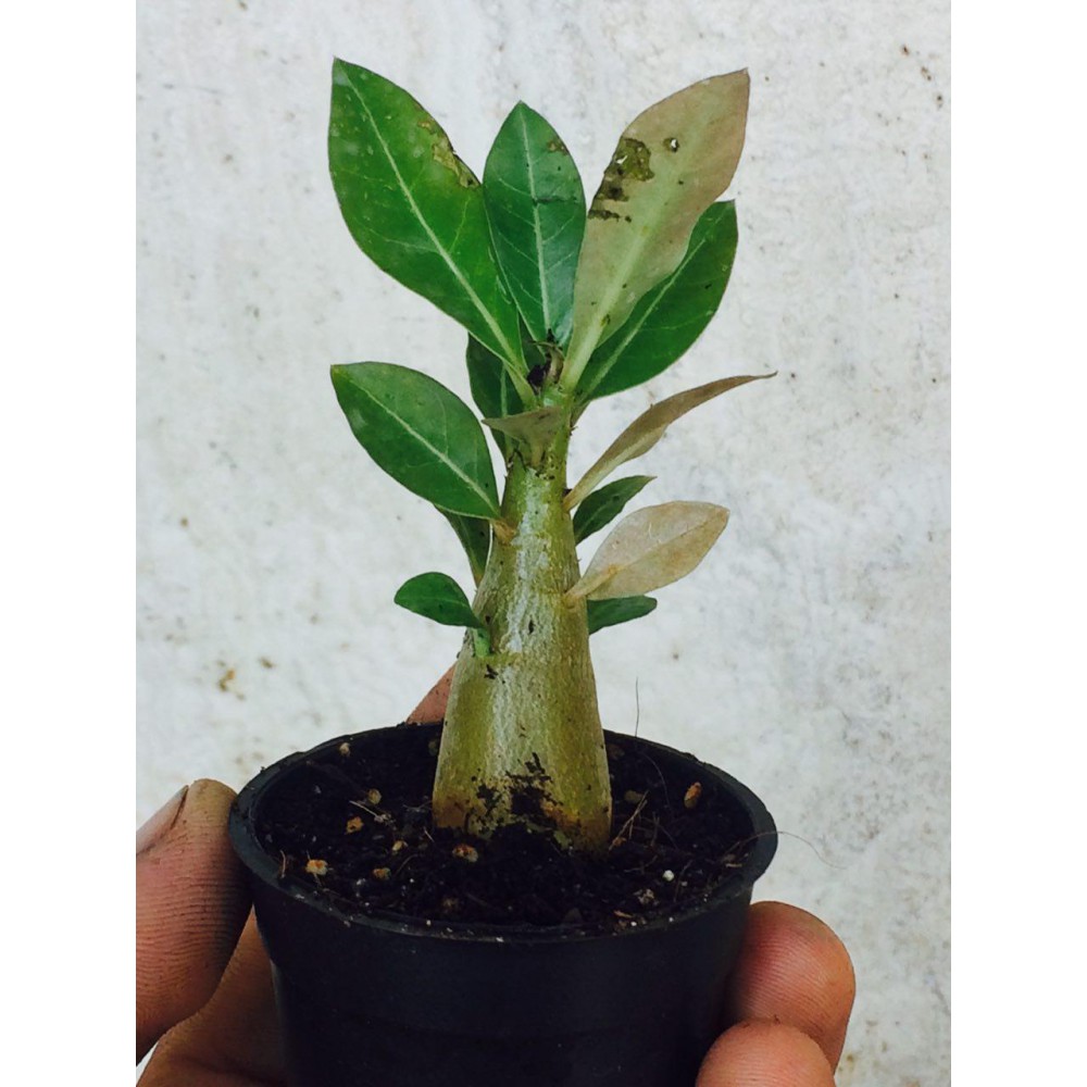 نهال آدنیوم swazicum نهال آدنیوم swazicum