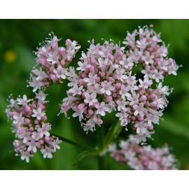 بذر سنبل الطیب