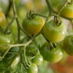 چگونه گوجه فرنگی بکاریم؟