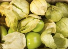کاشت و پرورش توماتیلو