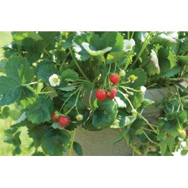 بذر توت فرنگی ایلان (F1) بذر توت فرنگی ایلان (F1)