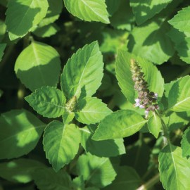 بذر ریحان مقدس Kapoor Tulsi