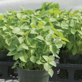 بذر ریحان مقدس Kapoor Tulsi بذر ریحان مقدس Kapoor Tulsi