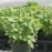 بذر ریحان مقدس Kapoor Tulsi