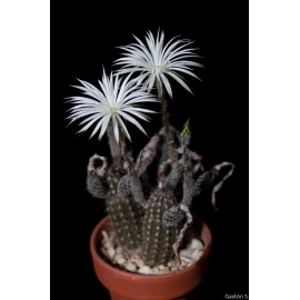 بذر کاکتوس setiechinopsis mirabilis بذر کاکتوس setiechinopsis mirabilis