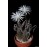 بذر کاکتوس setiechinopsis mirabilis