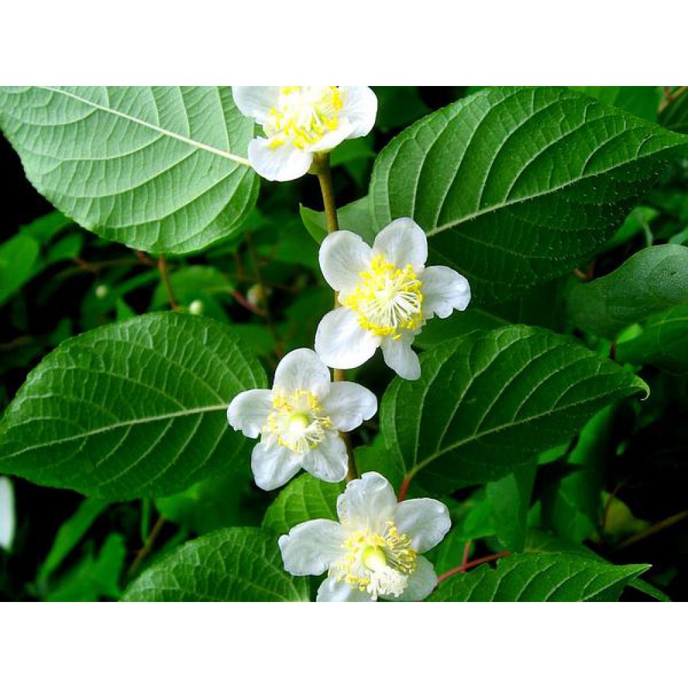 بذر کیوی پیچ نقره‌ای