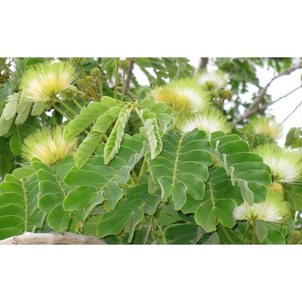 بذر درخت گل ابریشم زرد بذر درخت گل ابریشم زرد