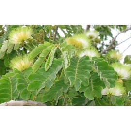 بذر درخت گل ابریشم زرد بذر درخت گل ابریشم زرد