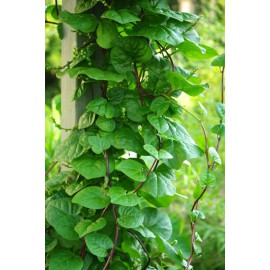 بذر اسفناج خزنده یا اسفناج مالابار بذر اسفناج خزنده یا اسفناج مالابار