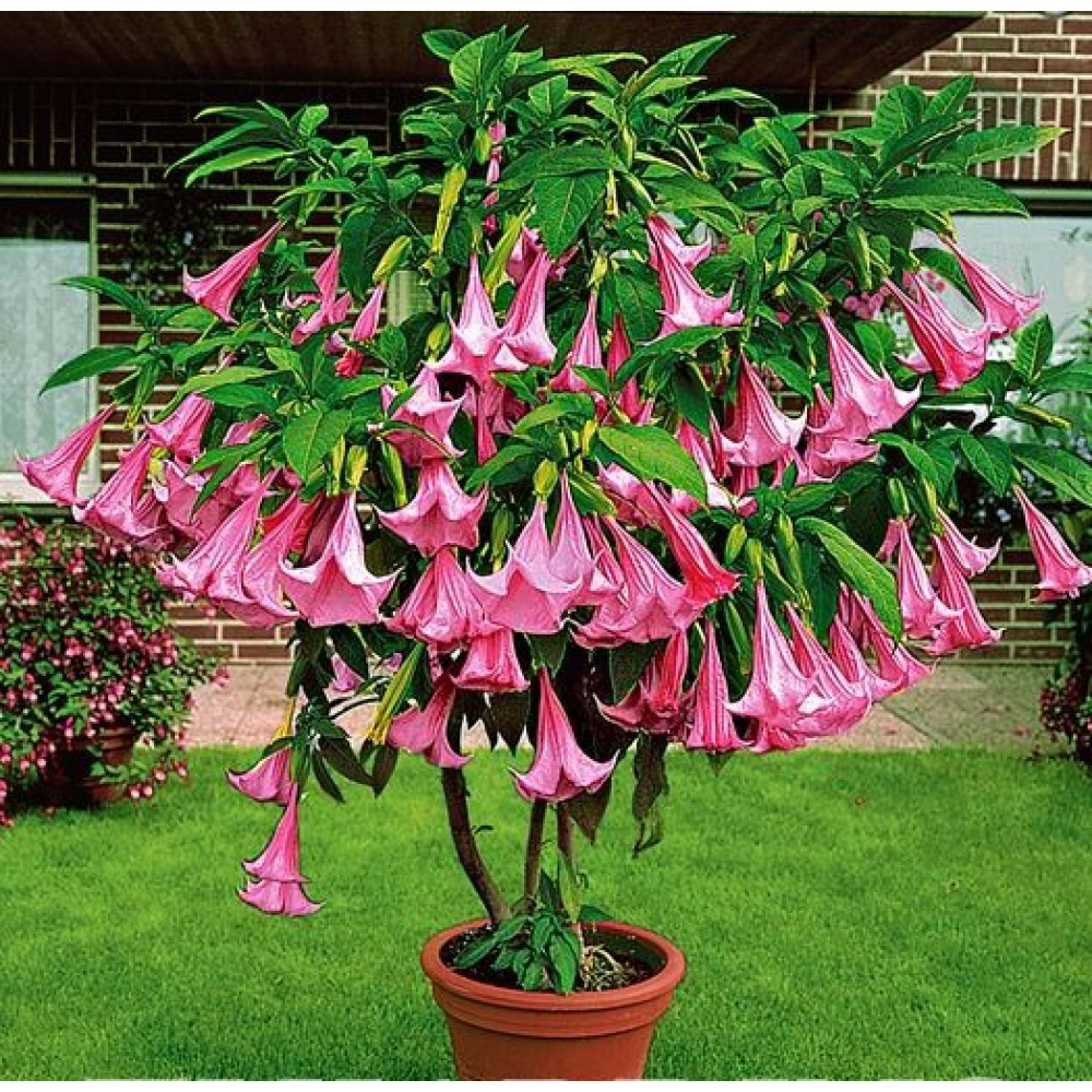 بذر گل شیپور فرشته صورتی بذر گل شیپور فرشته صورتی