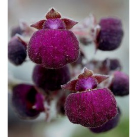 بذر Calceolaria arachnoidea