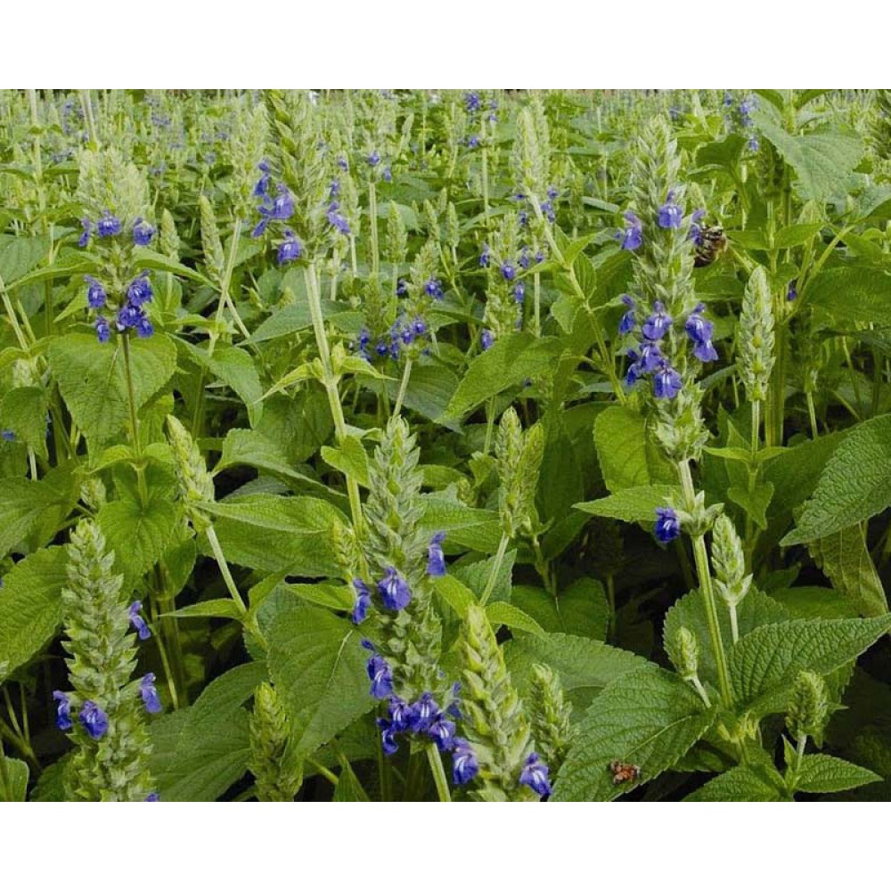 بذر چیا بذر چیا