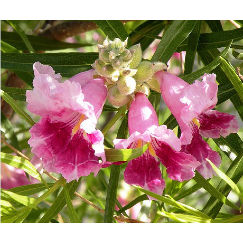 بذر درخت گل چیلوپسیس بذر درخت گل چیلوپسیس